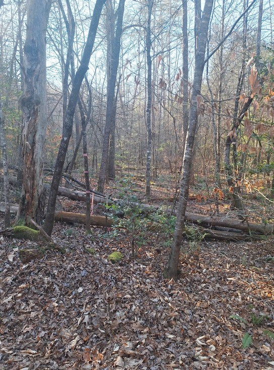 Lots Mill Creek Acres Property Photo 7