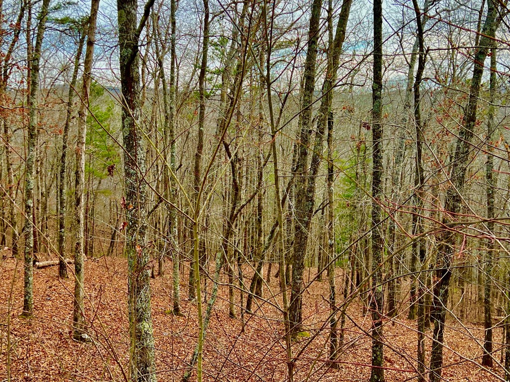 208 Harris Ridge Drive Property Photo 22
