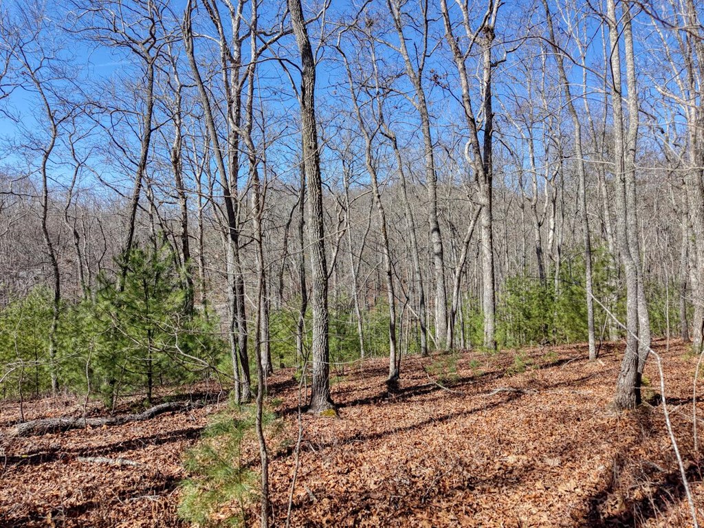 Lot 40 Lola Mae Way Property Photo 6