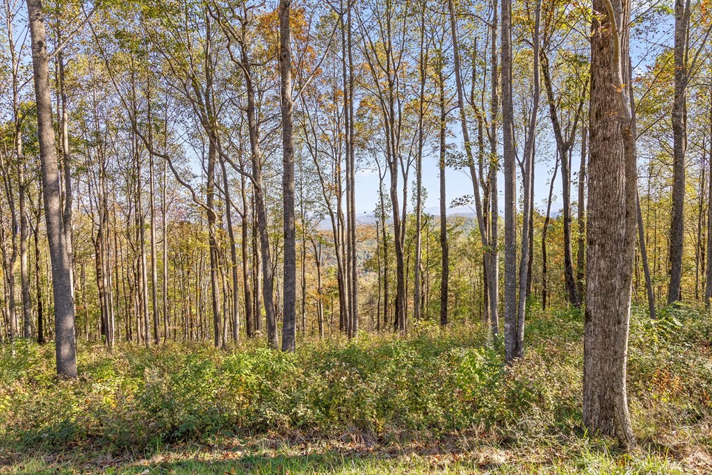 Lot 375 Calloway Mountain Road Property Photo 6