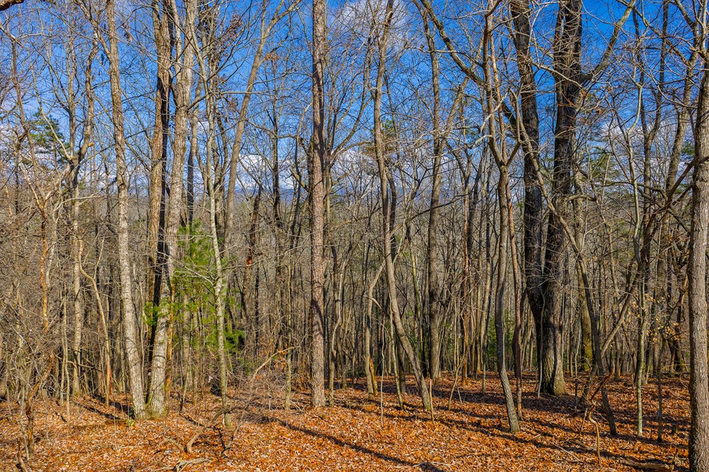 Lot 55 Timberwalk Drive Property Photo 4