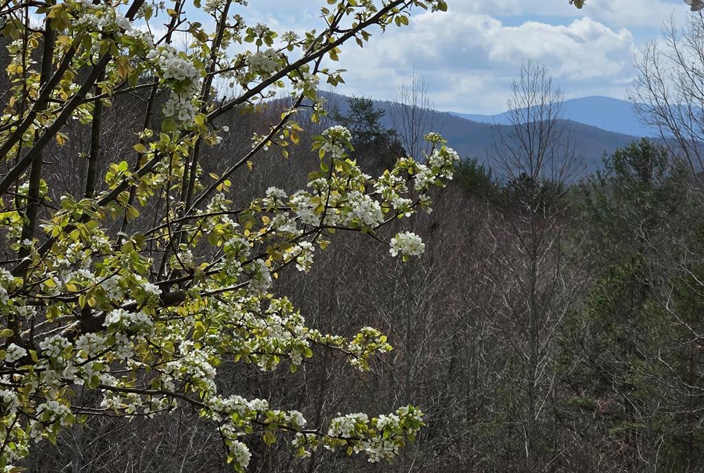 8.5 Blue Berry Ridge Property Photo 2