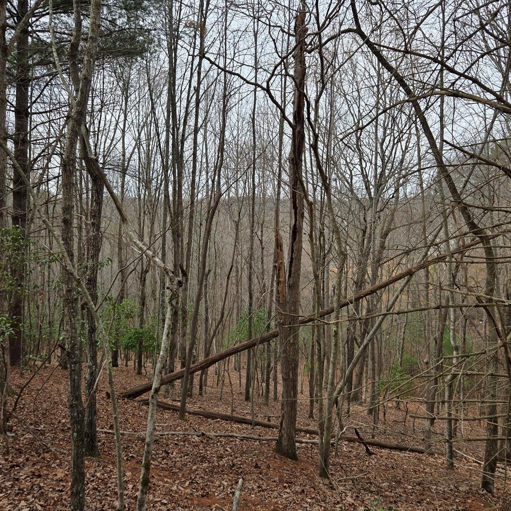8.5 Blue Berry Ridge Property Photo 18