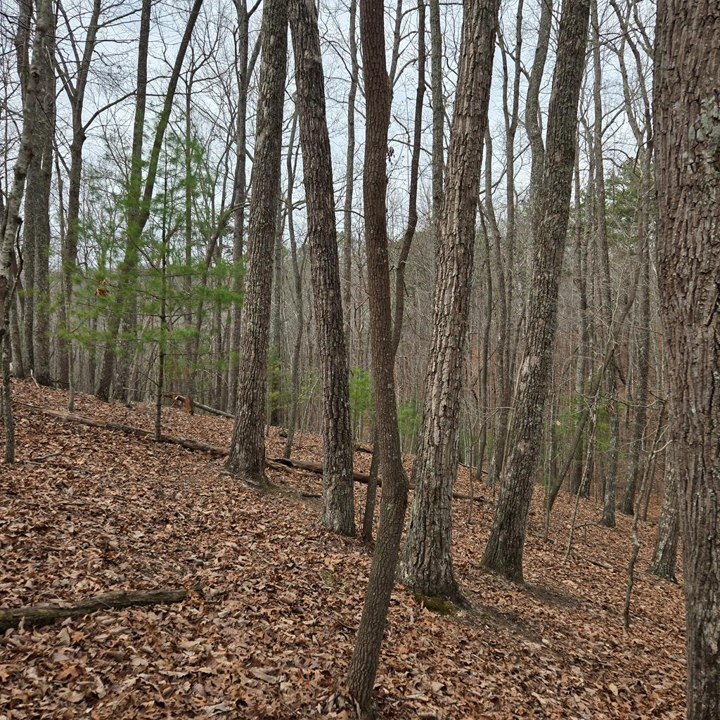 8.5 Blue Berry Ridge Property Photo 19