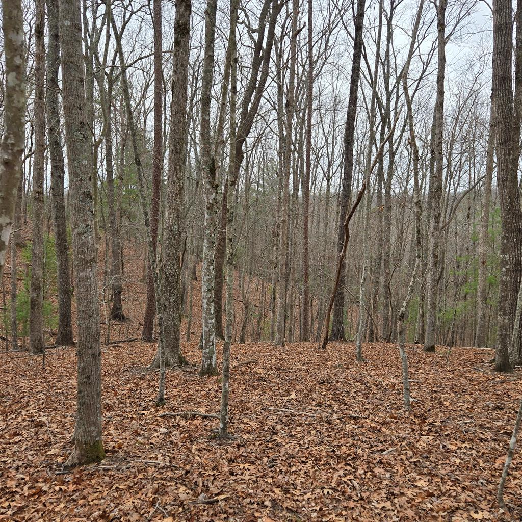 8.5 Blue Berry Ridge Property Photo 24