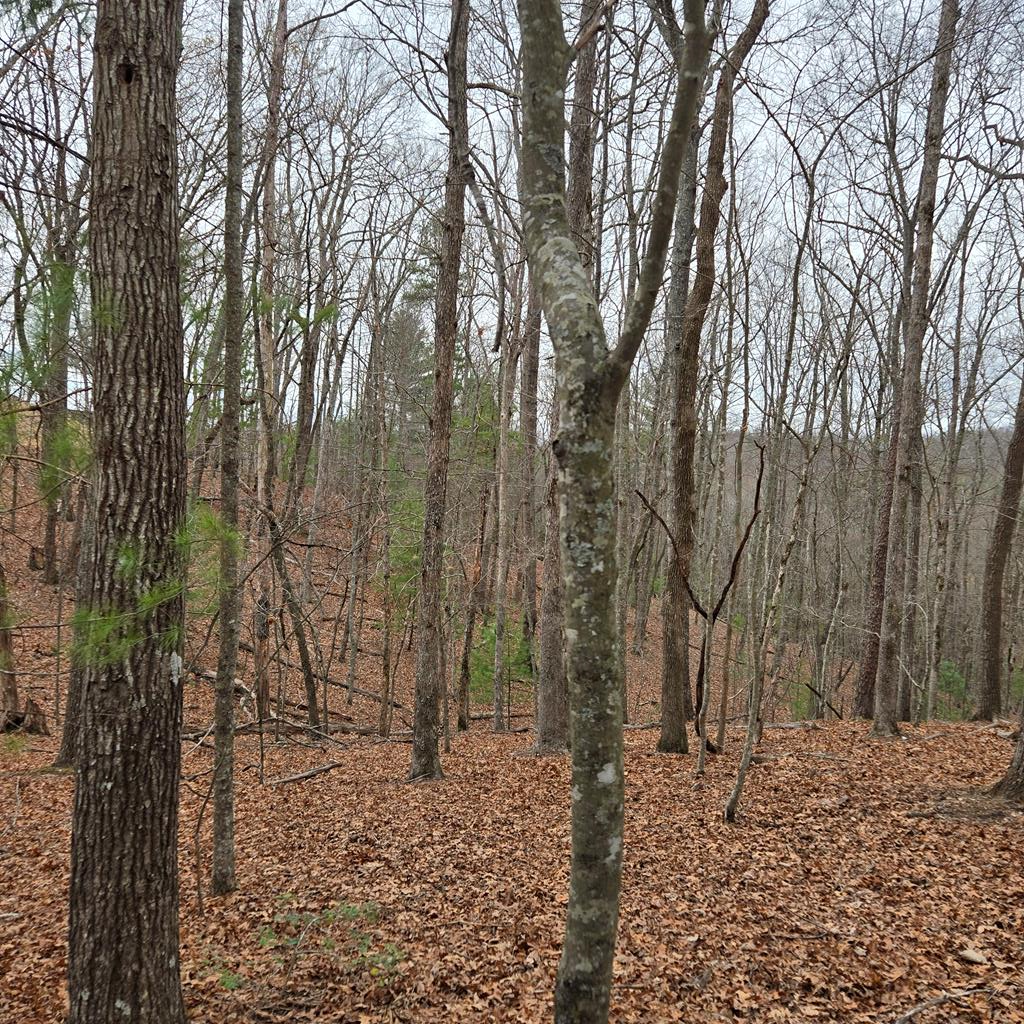 8.5 Blue Berry Ridge Property Photo 25