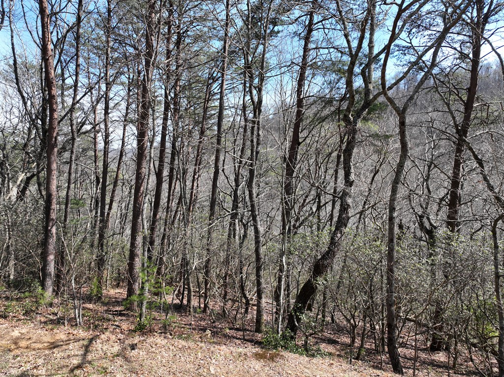 200 Stone Cliff Drive Property Photo 5