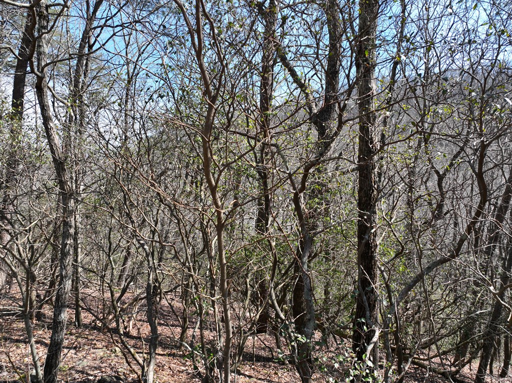 200 Stone Cliff Drive Property Photo 12