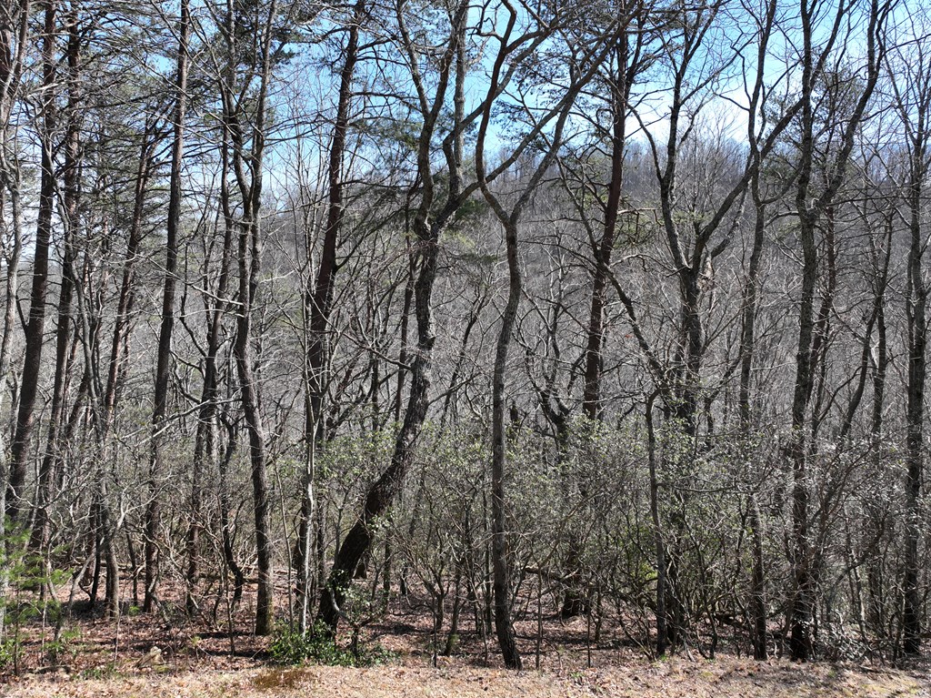 200 Stone Cliff Drive Property Photo 22