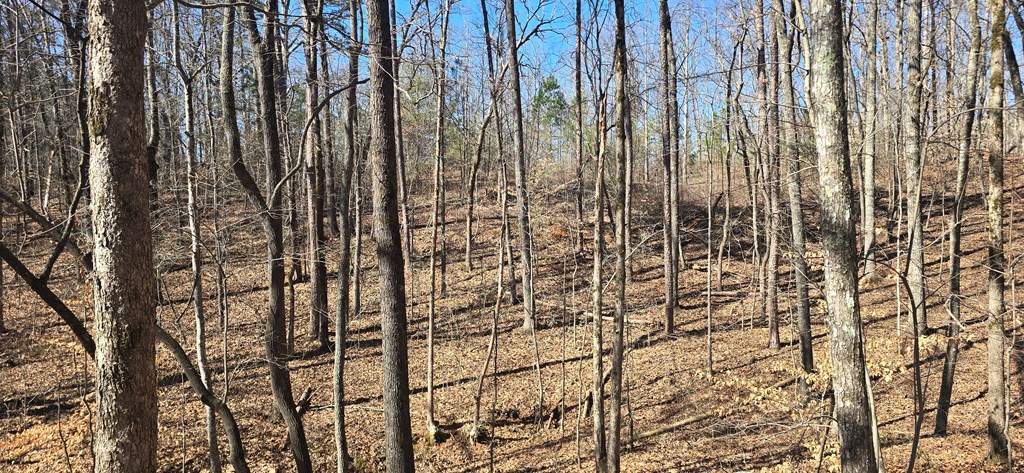 Tract 2 Friendship Trail Property Photo 5