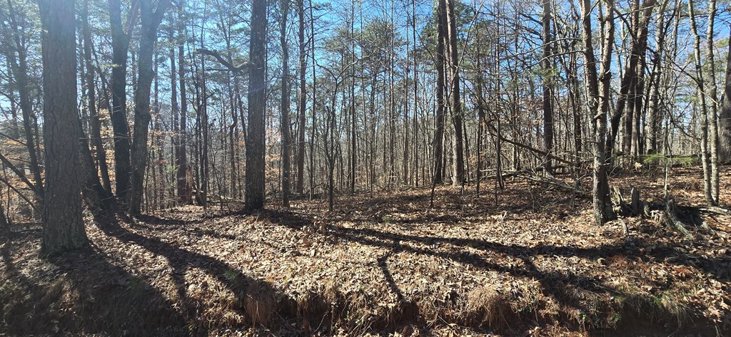 Tract 2 Friendship Trail Property Photo 6