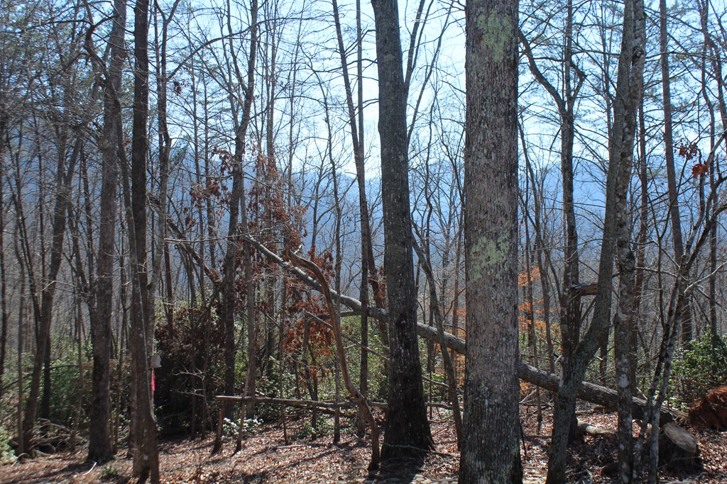 1017 Laurel Branch Road Property Photo 12