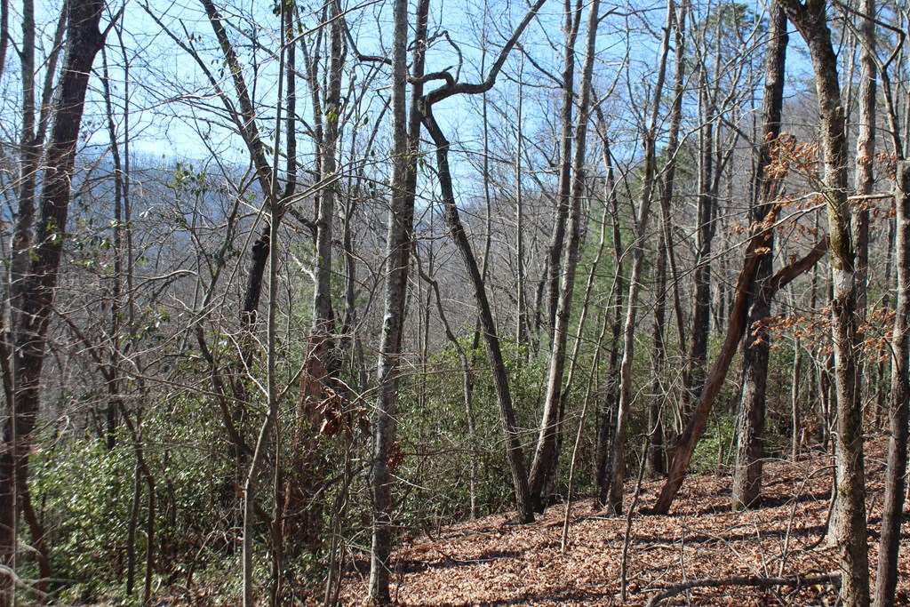 1017 Laurel Branch Road Property Photo 14