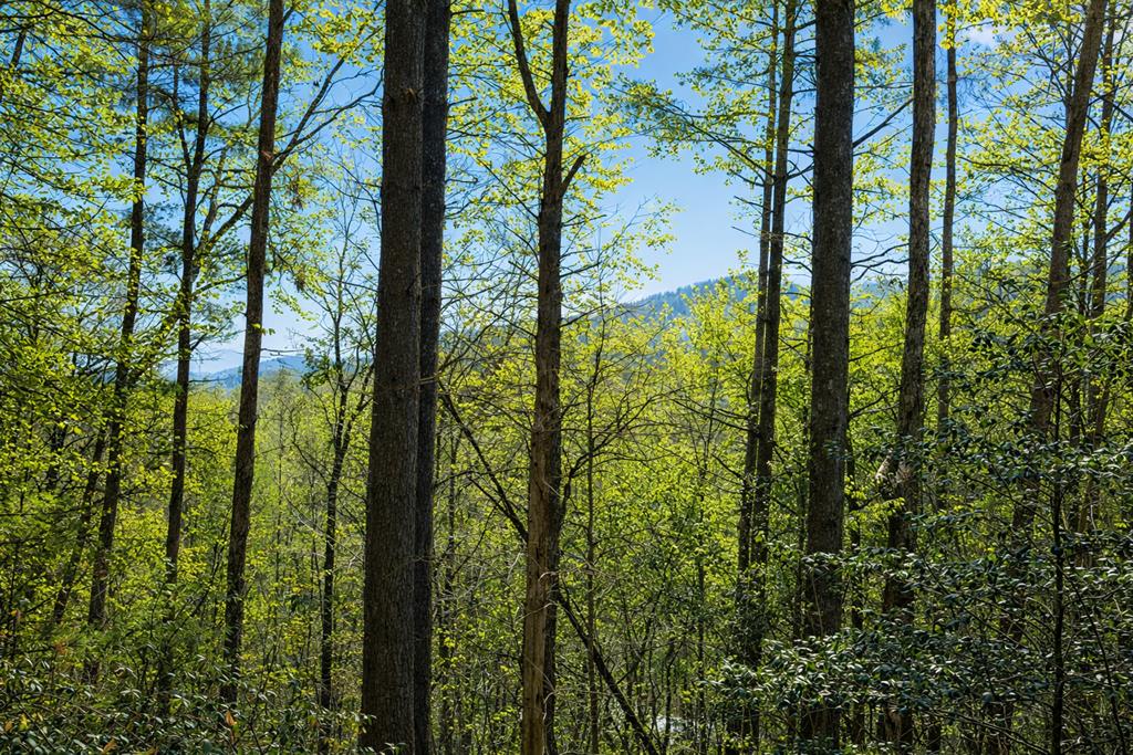 396 Dover Falls Trail Property Photo 5
