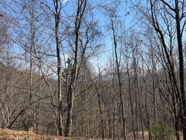 Lot 16 Laurel Mountain Property Photo 3