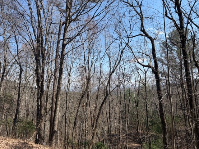 Lot 16 Laurel Mountain Property Photo 6