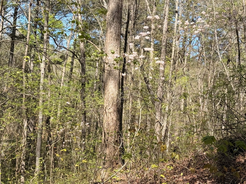 7.27 Ac. Sumac Lane Property Photo 37