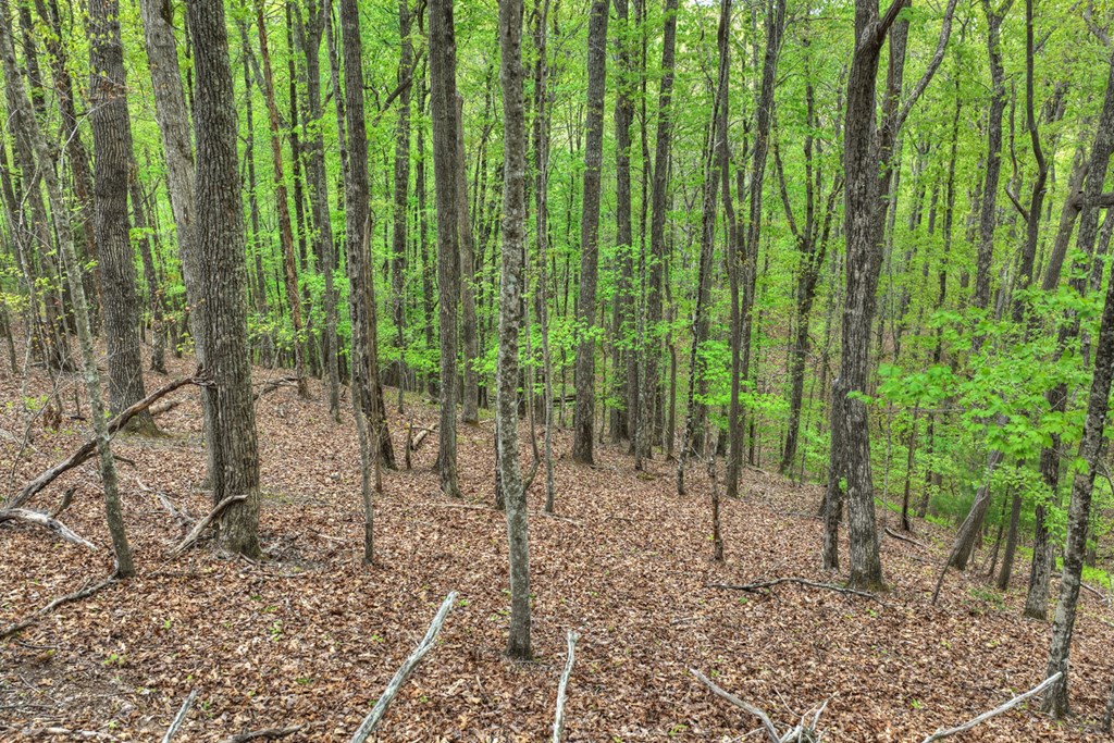 660 Ripshin Mountain Road Property Photo 38