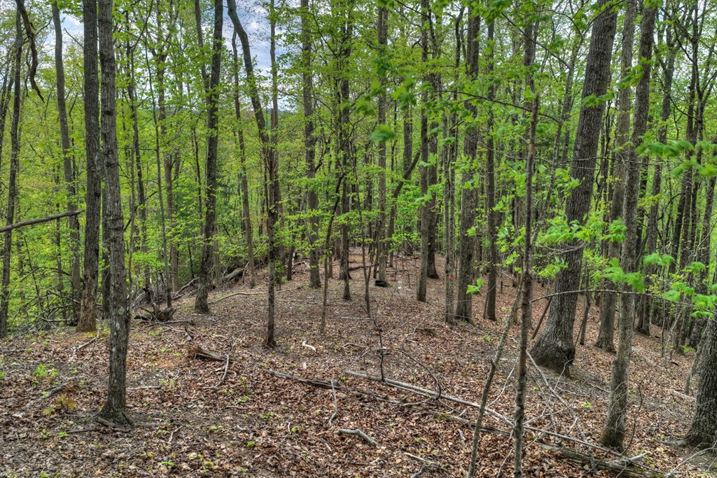 660 Ripshin Mountain Road Property Photo 39