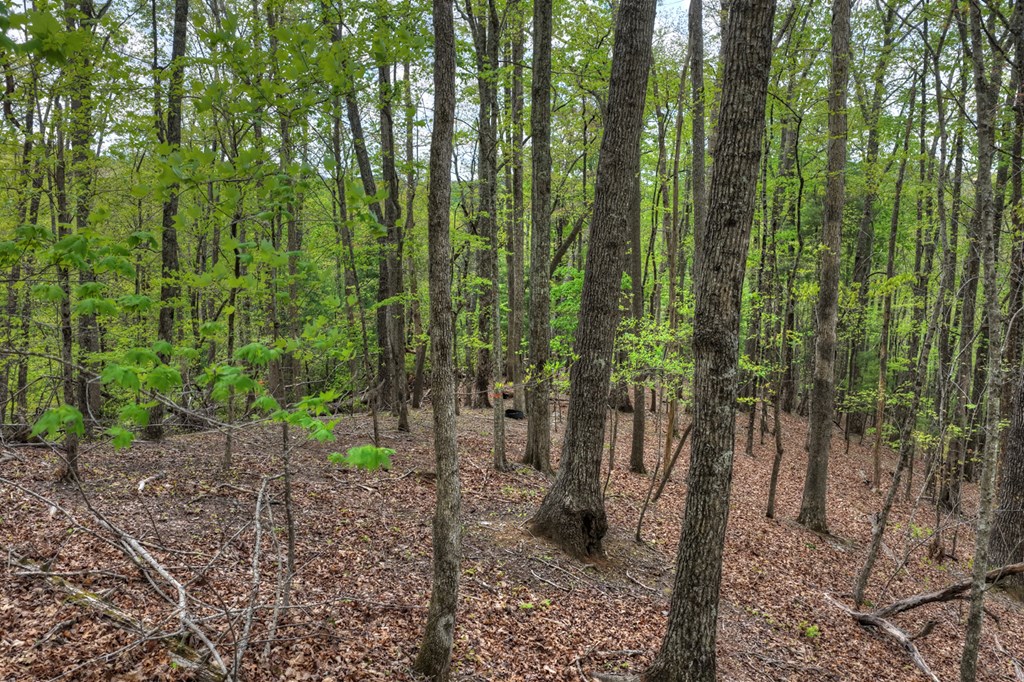 660 Ripshin Mountain Road Property Photo 40