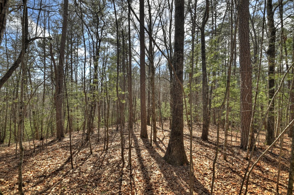 331 Chestnut Gap Road Property Photo 41