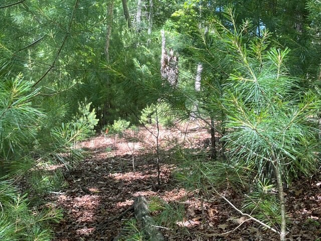 Lot 2 Mount Pleasant Ridge Road Property Photo 5