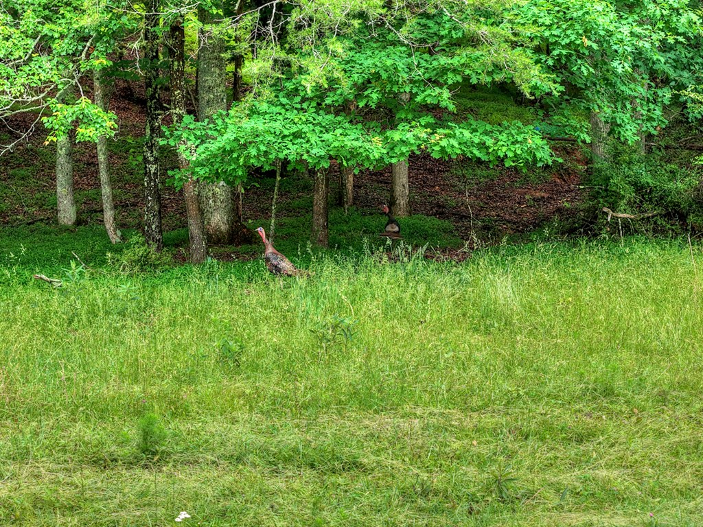 20.11 Ac Mountain View Road Property Photo 13