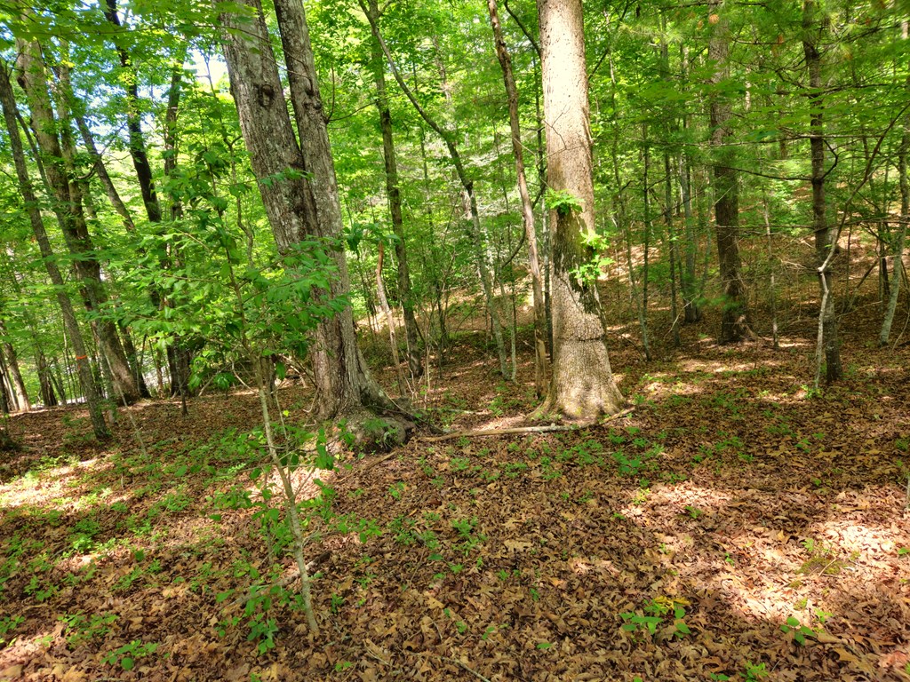 211 Winding Brook Trail Property Photo 86