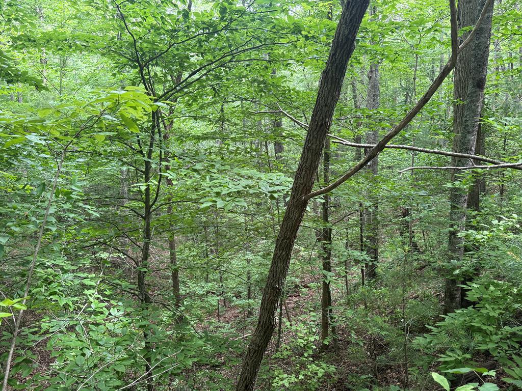 1 Ac Spiva Cove Circle Property Photo 1