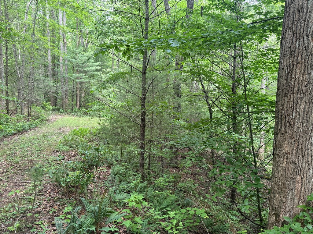 1 Ac Spiva Cove Circle Property Photo 2