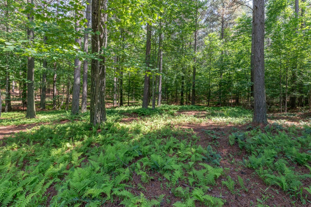Lot 48 Thirteen Hundred Property Photo 2