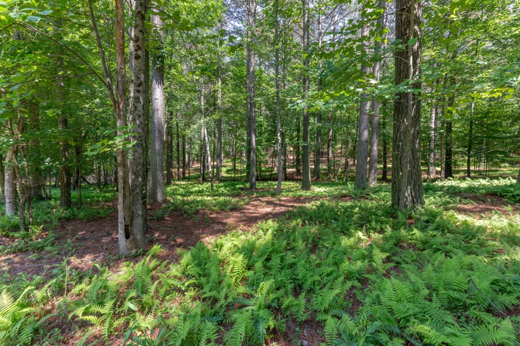 Lot 48 Thirteen Hundred Property Photo 3