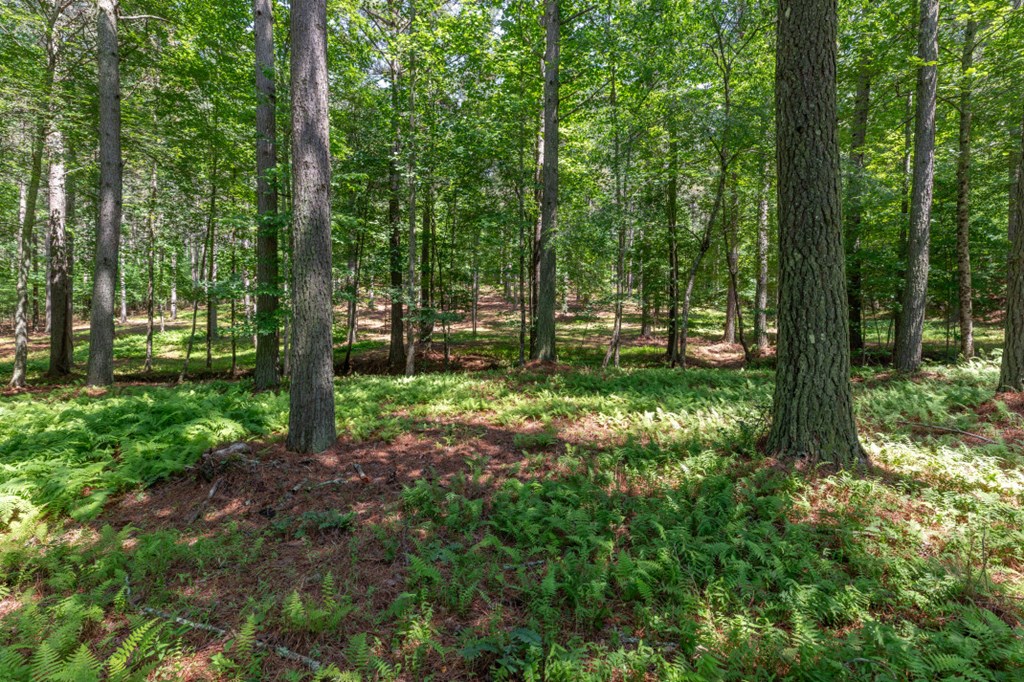 Lot 48 Thirteen Hundred Property Photo 4