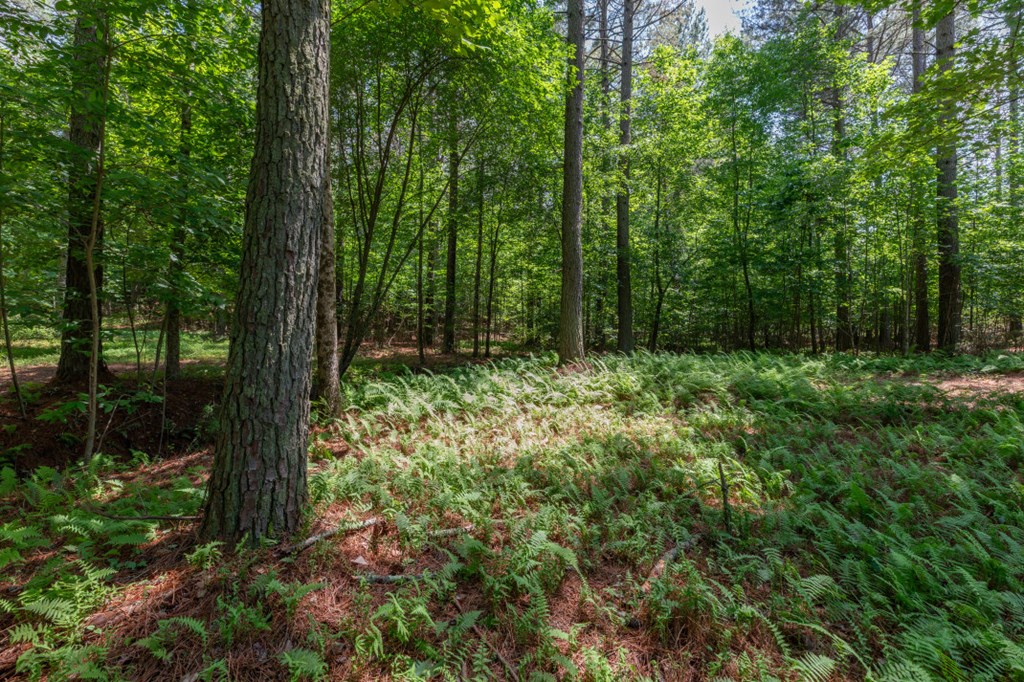 Lot 48 Thirteen Hundred Property Photo 5