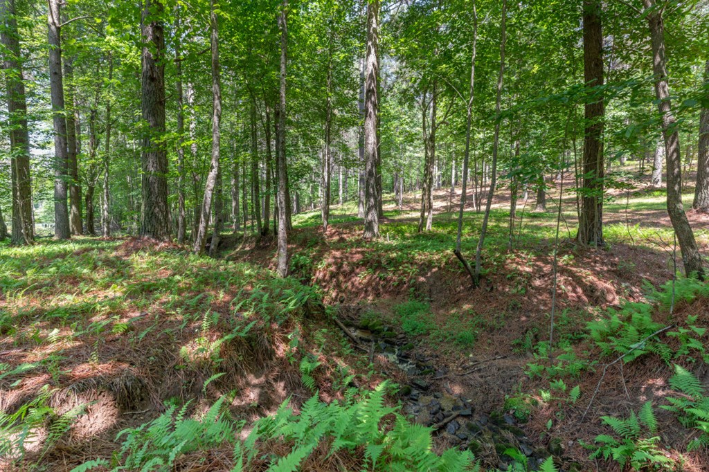 Lot 48 Thirteen Hundred Property Photo 6