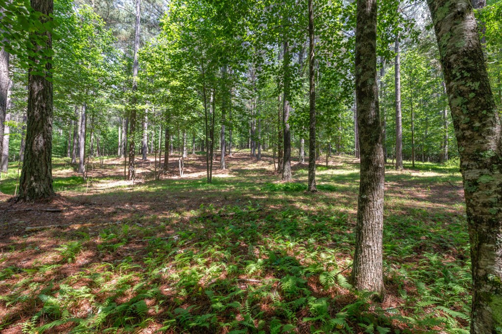 Lot 48 Thirteen Hundred Property Photo 8
