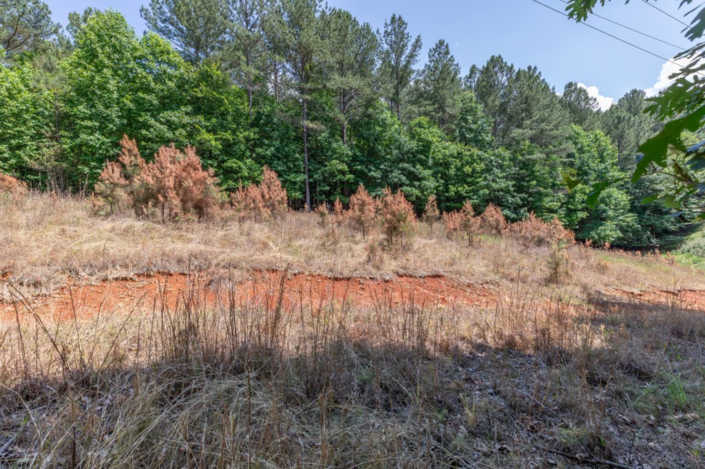 Lot 48 Thirteen Hundred Property Photo 11