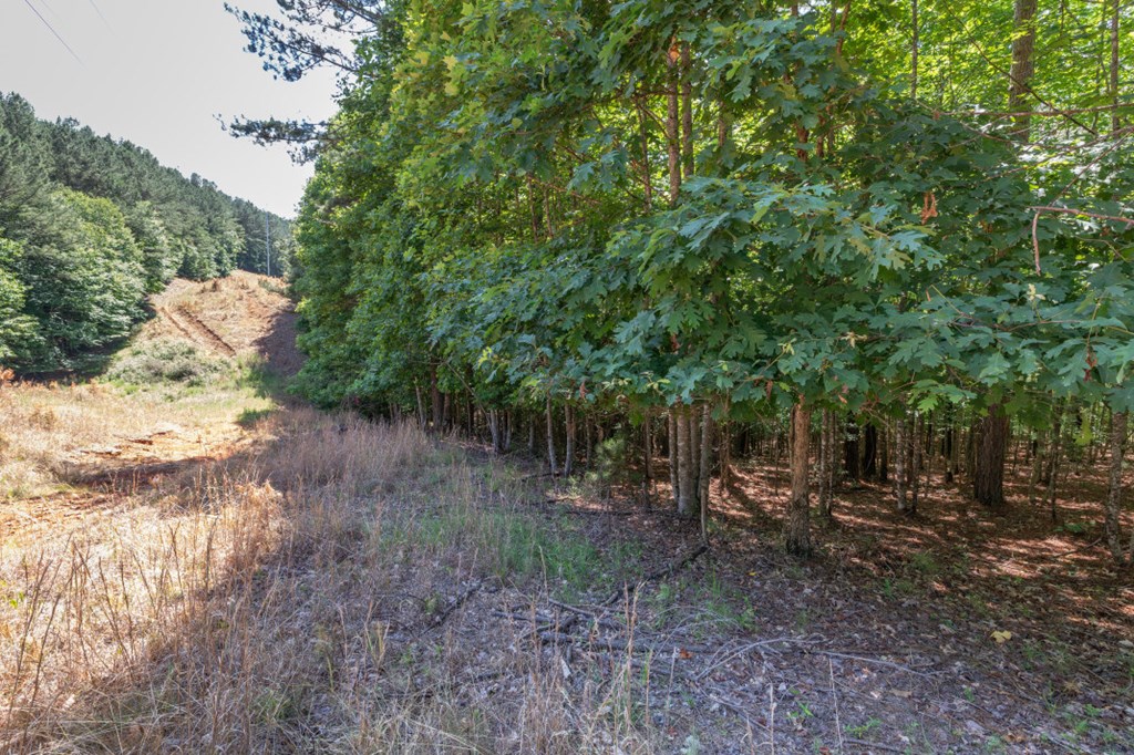 Lot 48 Thirteen Hundred Property Photo 12