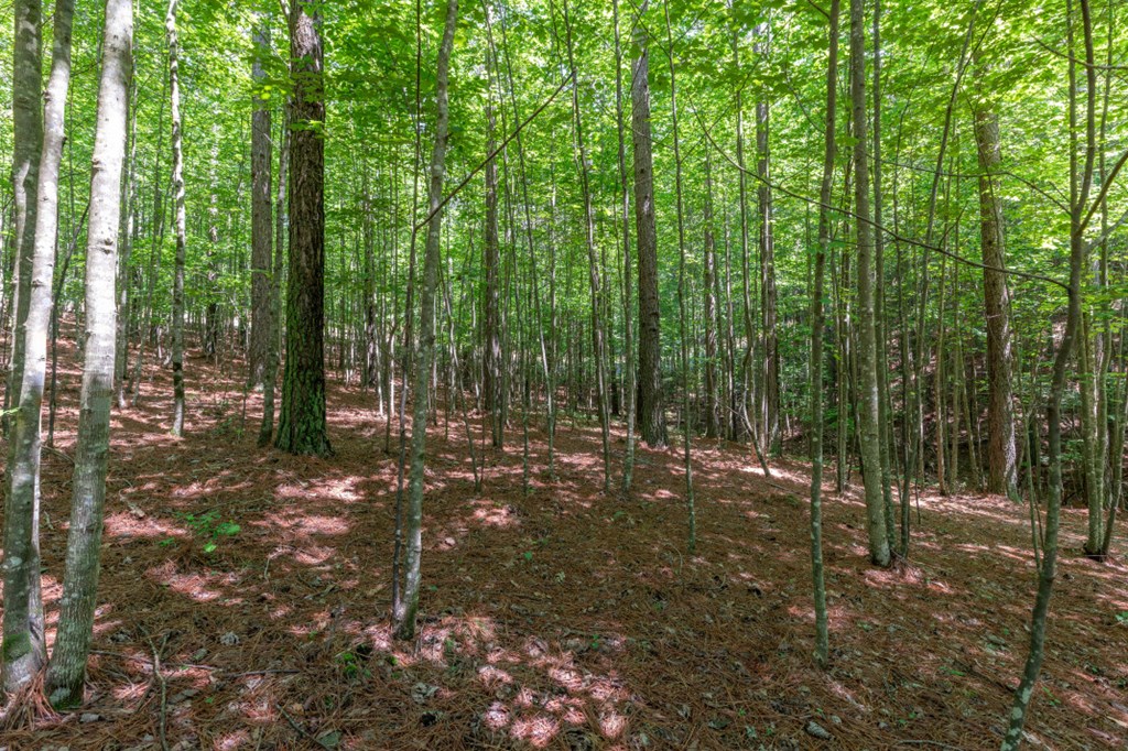 Lot 48 Thirteen Hundred Property Photo 13