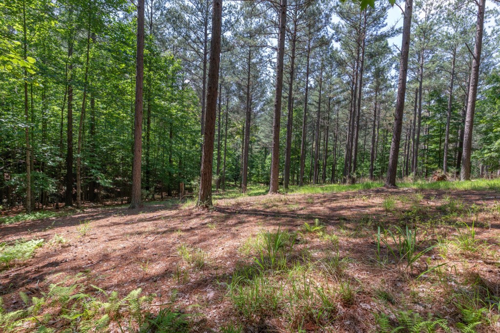 Lot 48 Thirteen Hundred Property Photo 14
