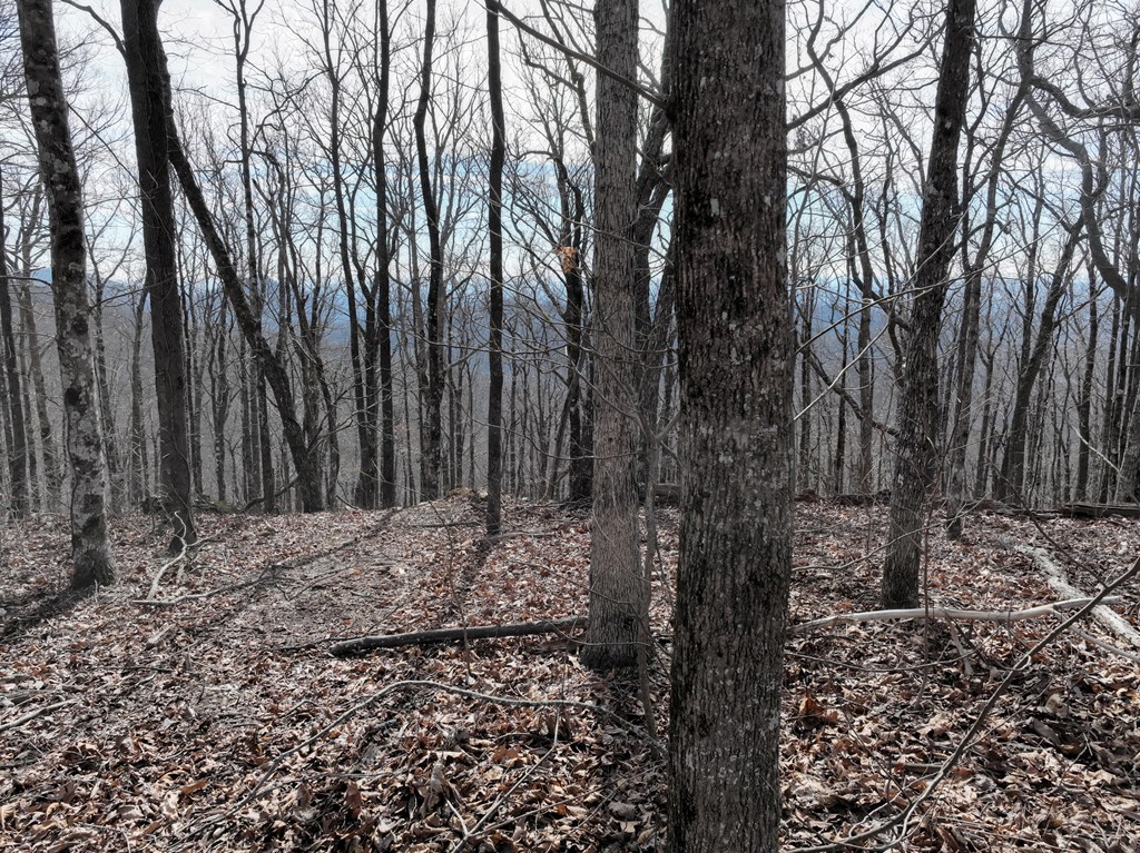 256 Blood Root Trail Property Photo 33
