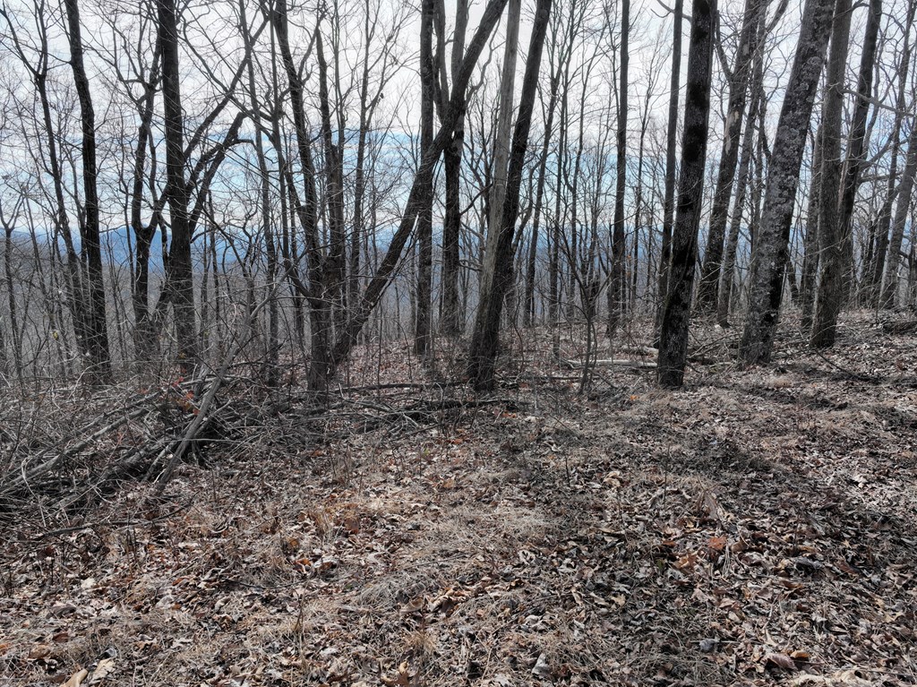 256 Blood Root Trail Property Photo 39