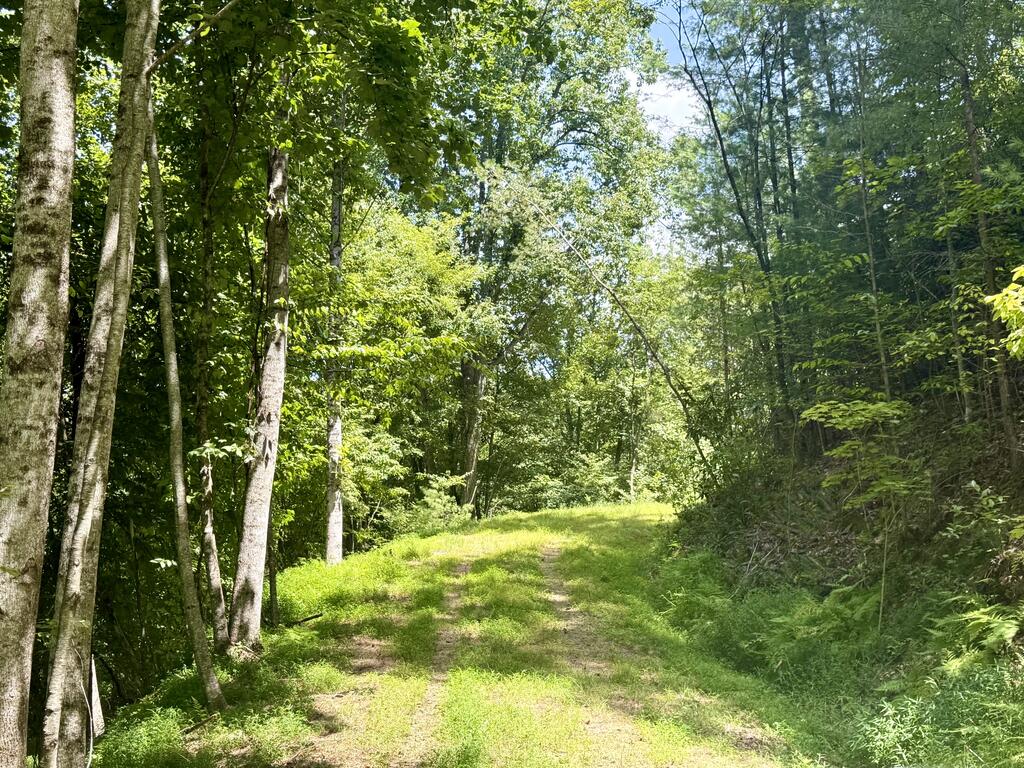 Lot 3 Wild Laurel Property Photo 1