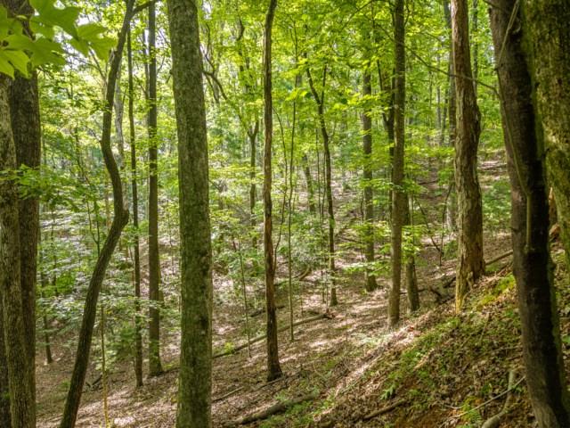 5198 Flat Branch Road Property Photo 13
