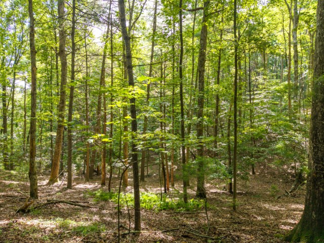 5198 Flat Branch Road Property Photo 14