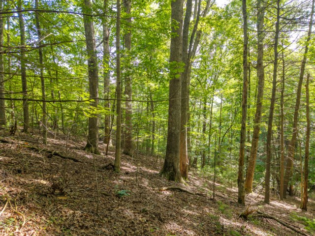 5198 Flat Branch Road Property Photo 15