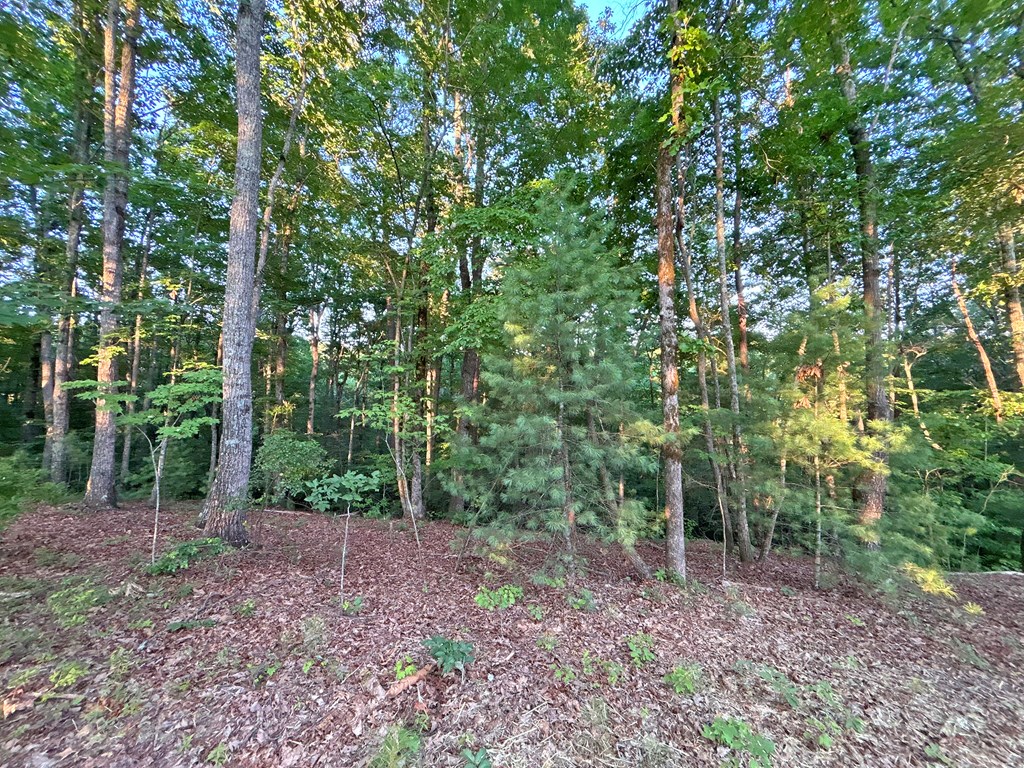 Lot 20 Mt. Springer Road Property Photo 6