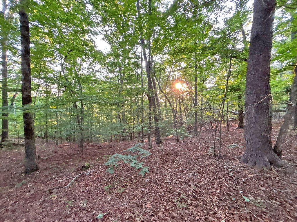 Lot 20 Mt. Springer Road Property Photo 16