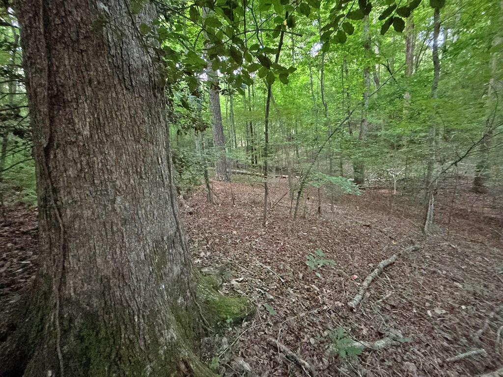 Lot 20 Mt. Springer Road Property Photo 18
