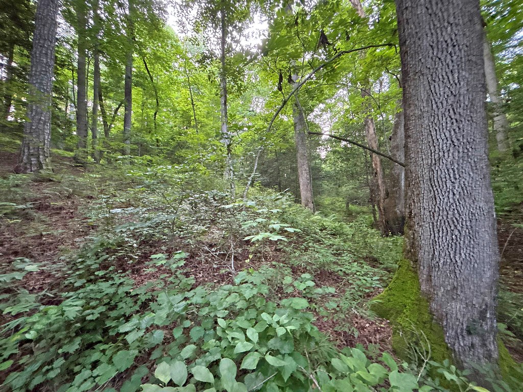 Lot 20 Mt. Springer Road Property Photo 20